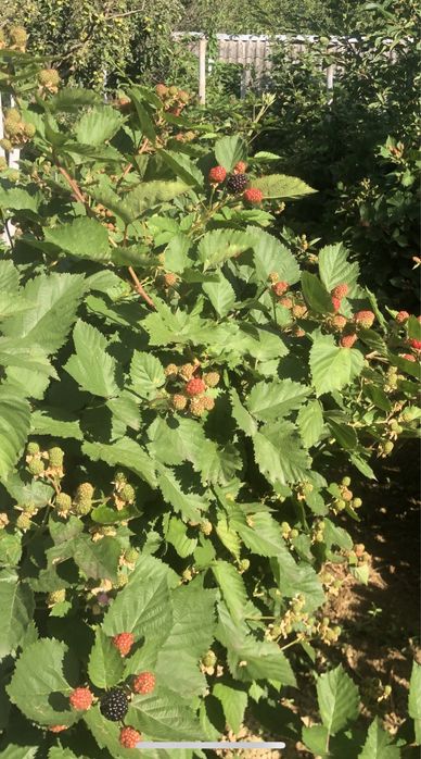 Butasi mure  de soi mare si productiv iunie-nov