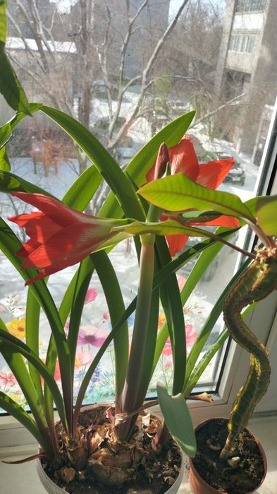 Авокадо, лимон, мандарин