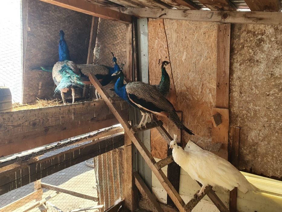 Gascani, gaini, paun, curci