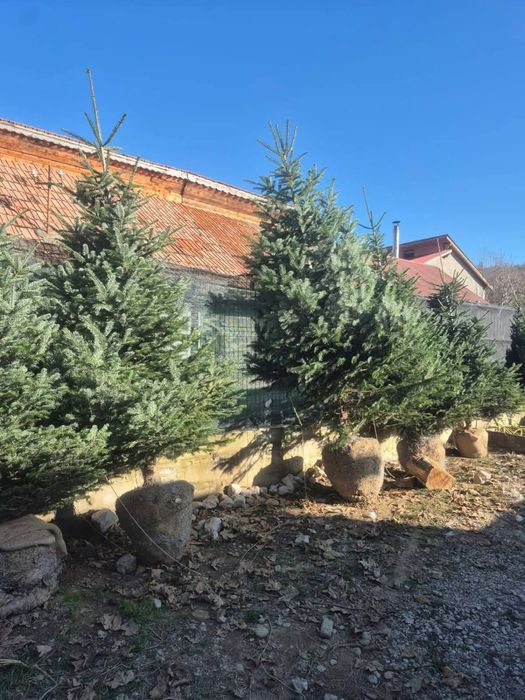 Brazi arginti decorativi si mesteacan alb