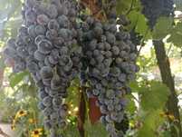 Vand struguri negri (burgund si merlot) pentru vin.
