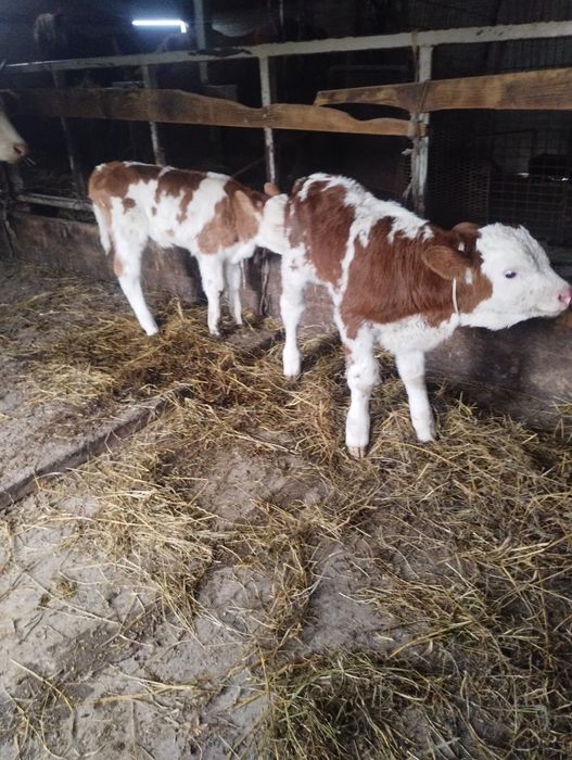 De vânzare tauras baltat și vițea baltata