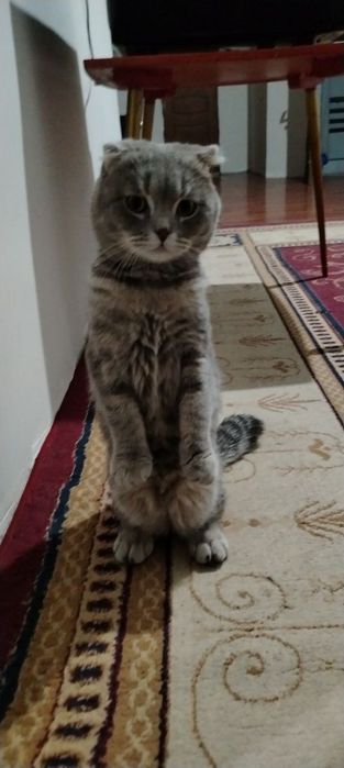 Skotish fold mushuk o'gil bola