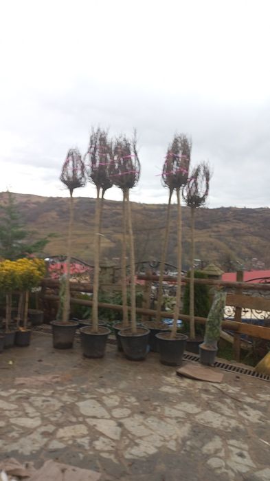 Plante decorative pentru o grădină de vis livrare gratuită