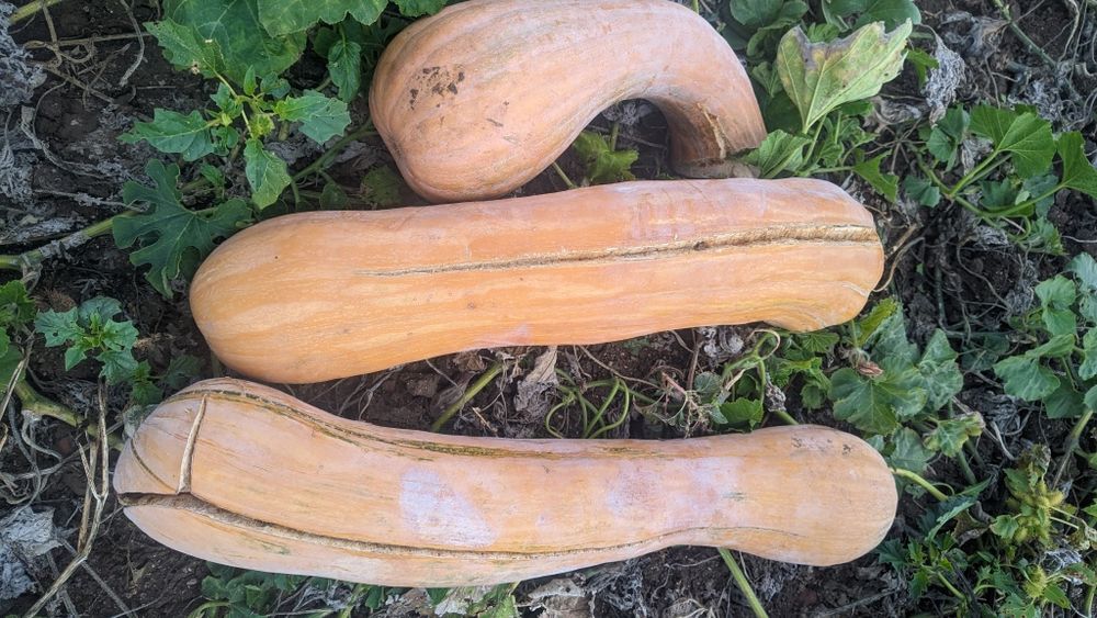 Продавам тикви за фураж