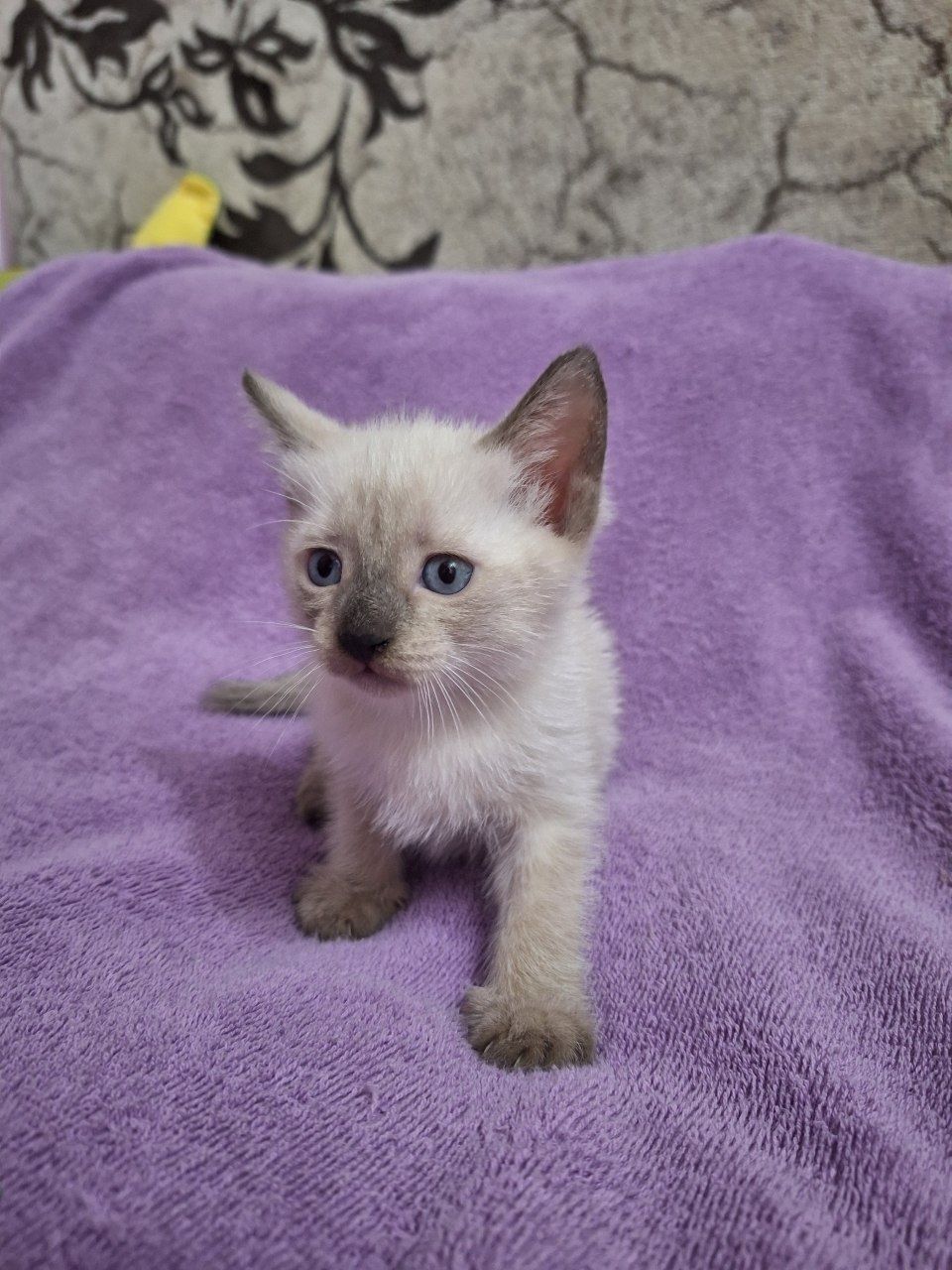 Продаётся котёнок