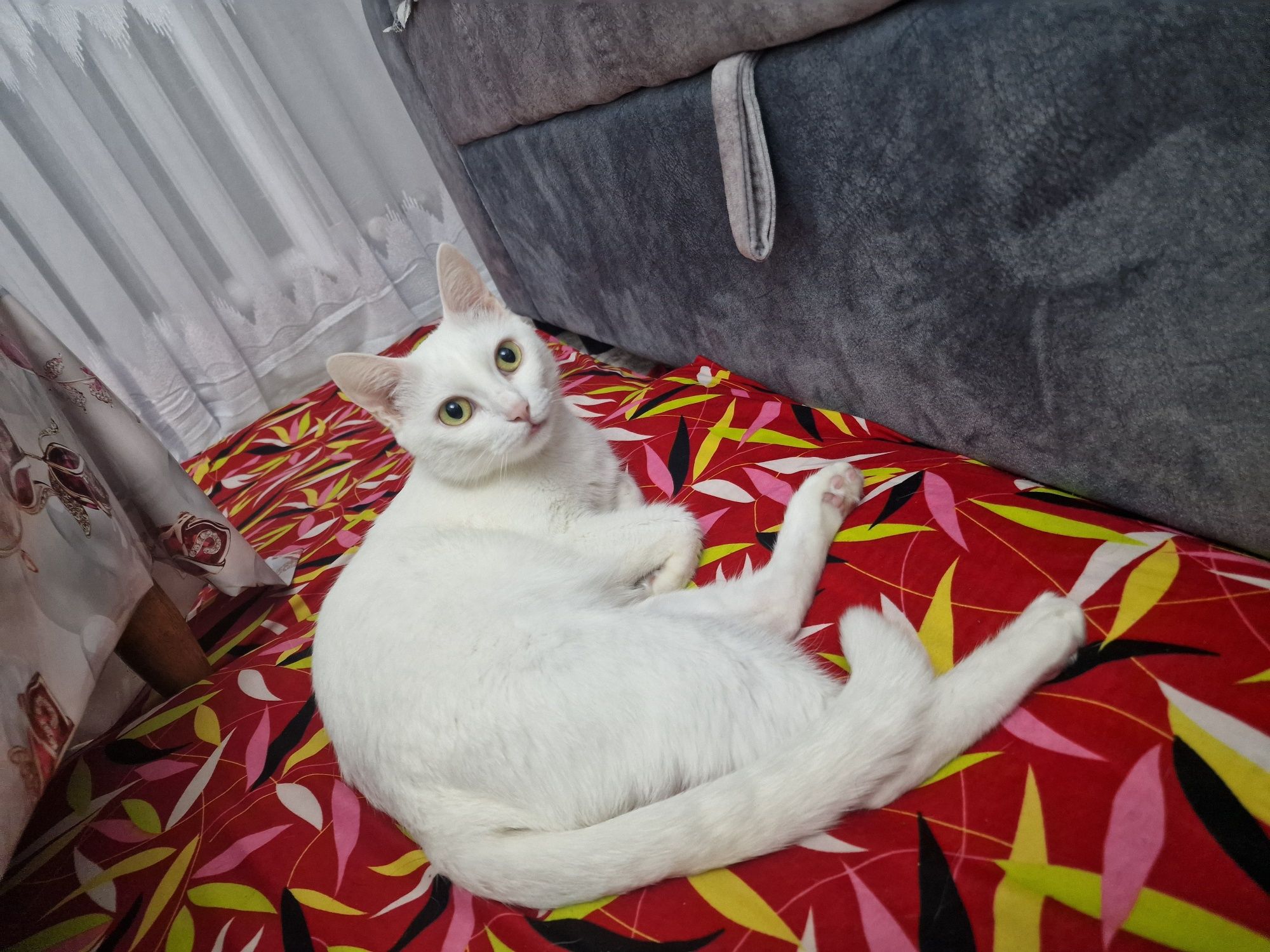 Только в  частный дом! Отдаётся кошка, 9 лет