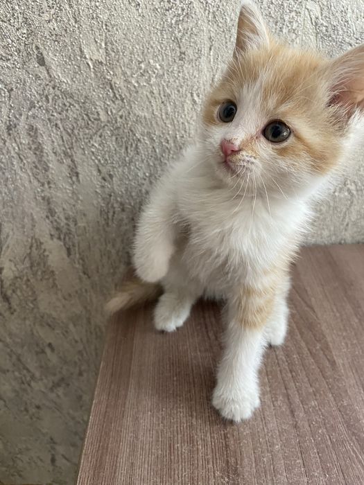Котенок в добрые и любящие ручки.