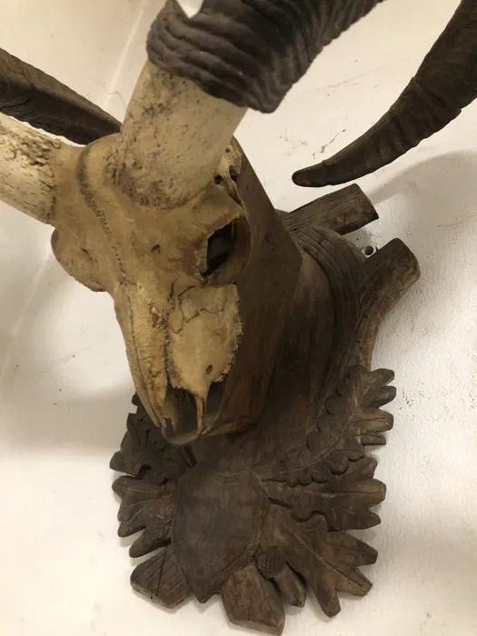 Trofeu coarne de muflon -A-