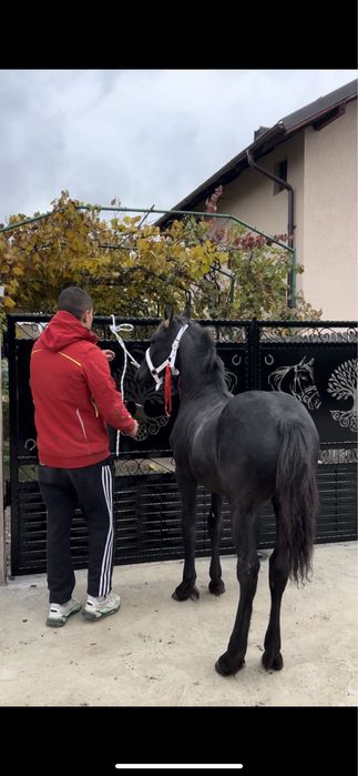 Vand manz metish de frizian din mama metish si tata frizian