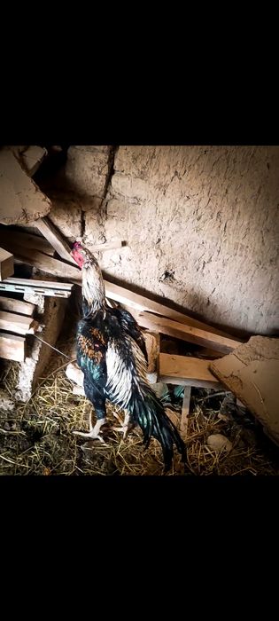 Дакан кораз  цена 25.000