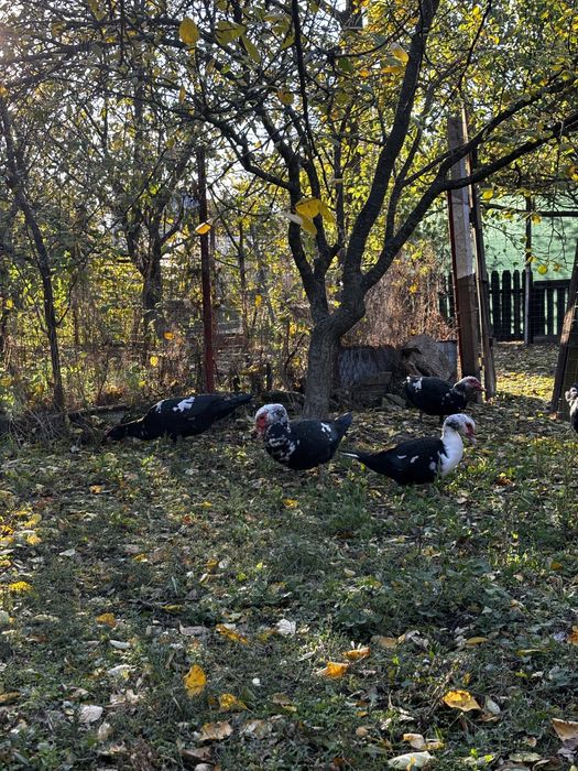 Vand 3 ratoi lesesti din luna aprilie 2025