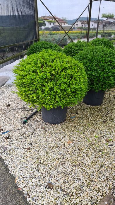 Plante glob, tuia, buxus, euonimus, photinia etc