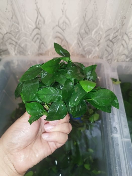 Anubias barteri1 petit