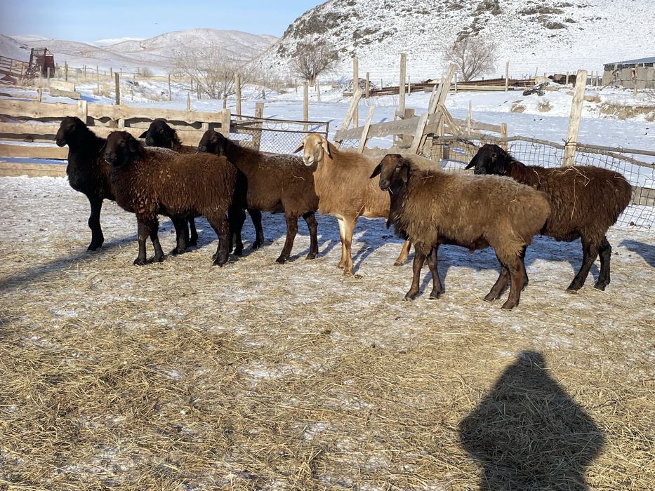 Продаютса кошкары арашан