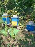 Vand 5 familii de albine cu tot cu stup +inventar apicol complet