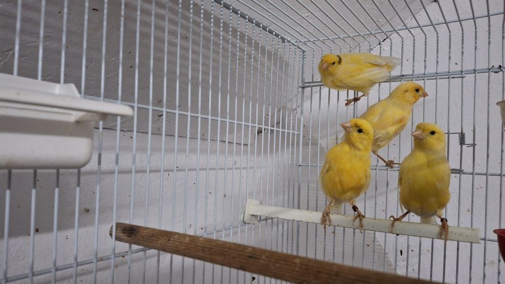 Colivii ,diferite culori