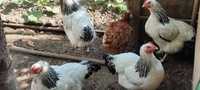 Găini Sussex alb și găini de casă