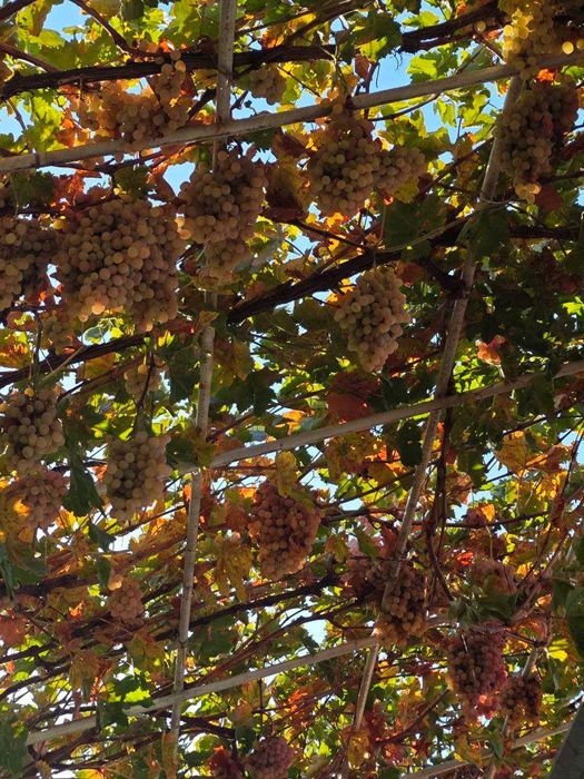 Виноград "Тайфи белый"