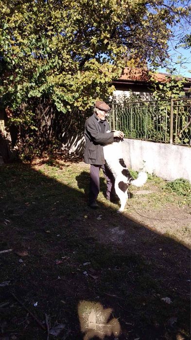 Овчарско куче каракачанка