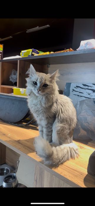 Британский длинношёрстный кот