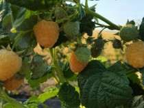 Butasi zmeur rosu si stoloni capsuni remontant