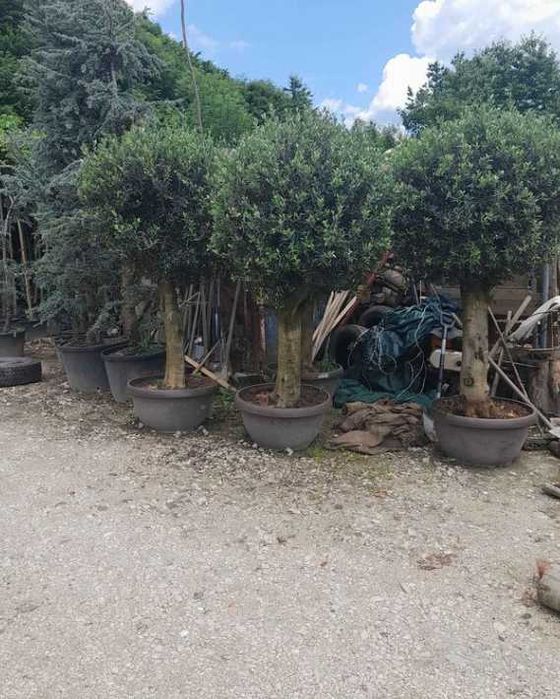 Gazon Rulou Sisteme de Irigare