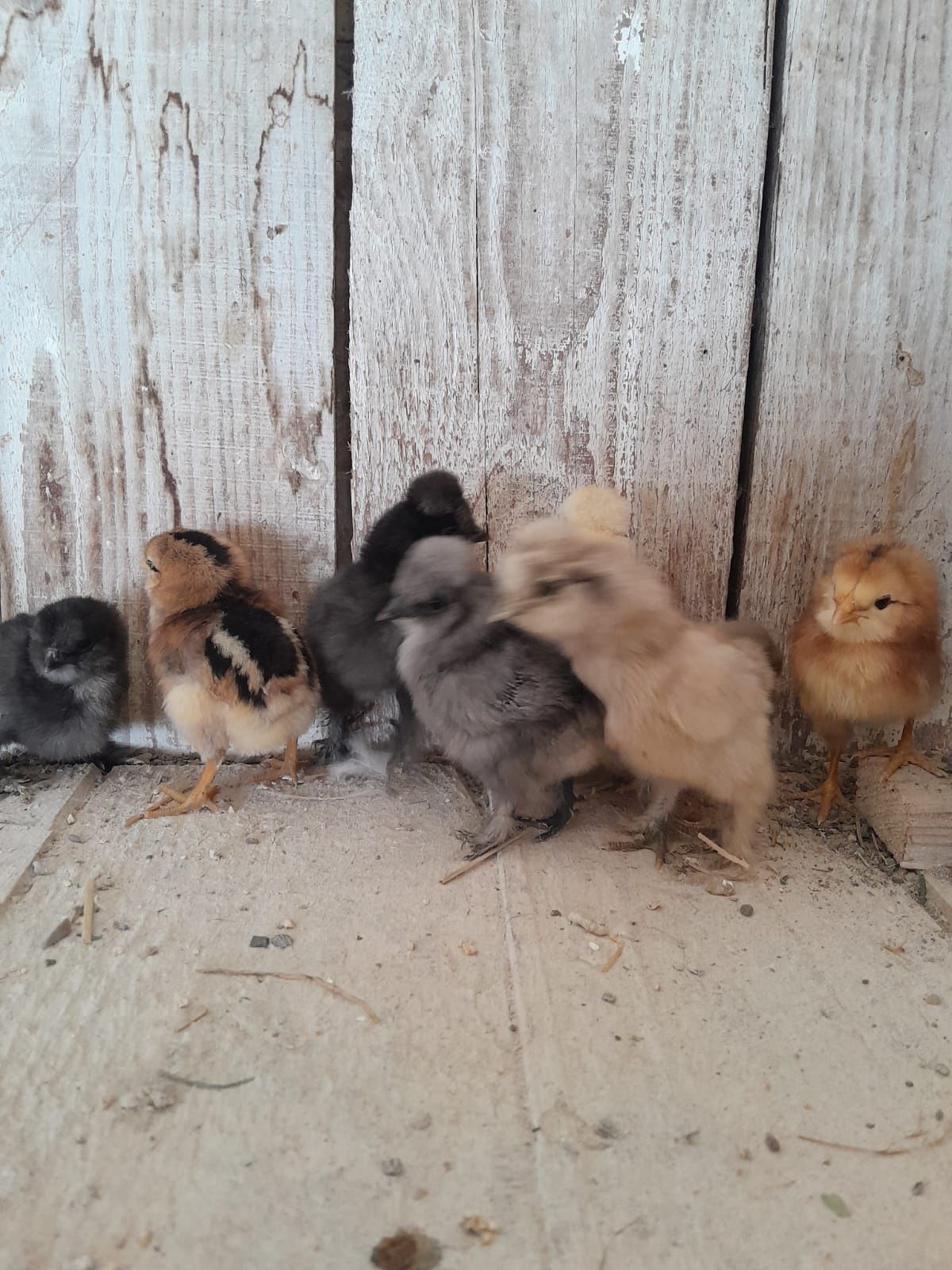 Vând puișori de o saptamina de mătase japoneză și cochin uriaș bobat