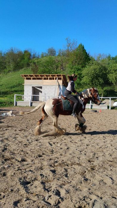 Vand Armasar gypsy vaner cu pedigre