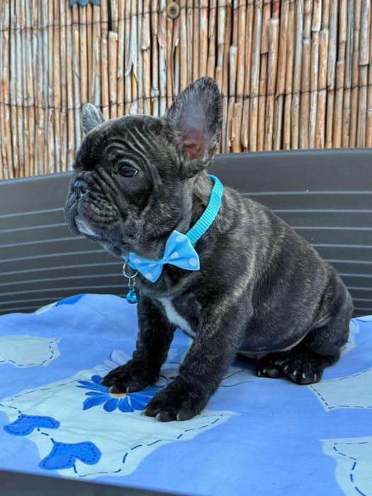 Bulldog francez cu pedigree
