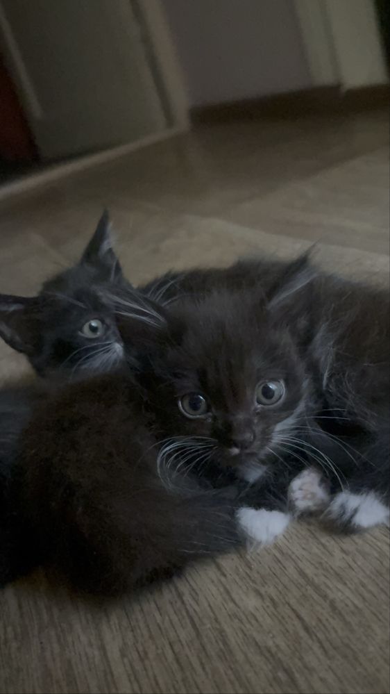 Котята бесплатно