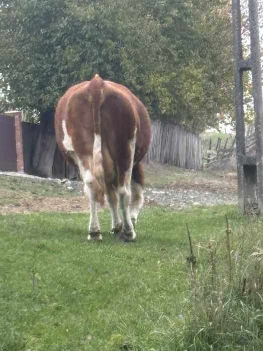 Vând 2 vaci de abator grase