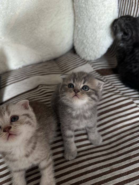 Породистые котята