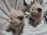 Продажа: котята британские