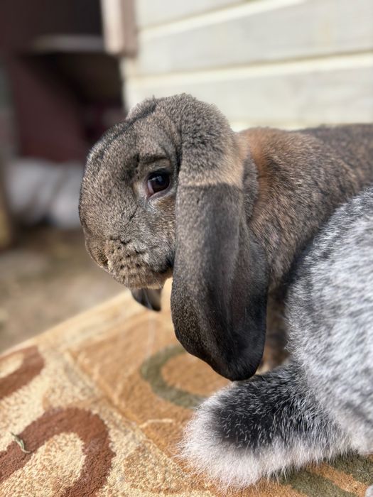 Iepuroi berbec german