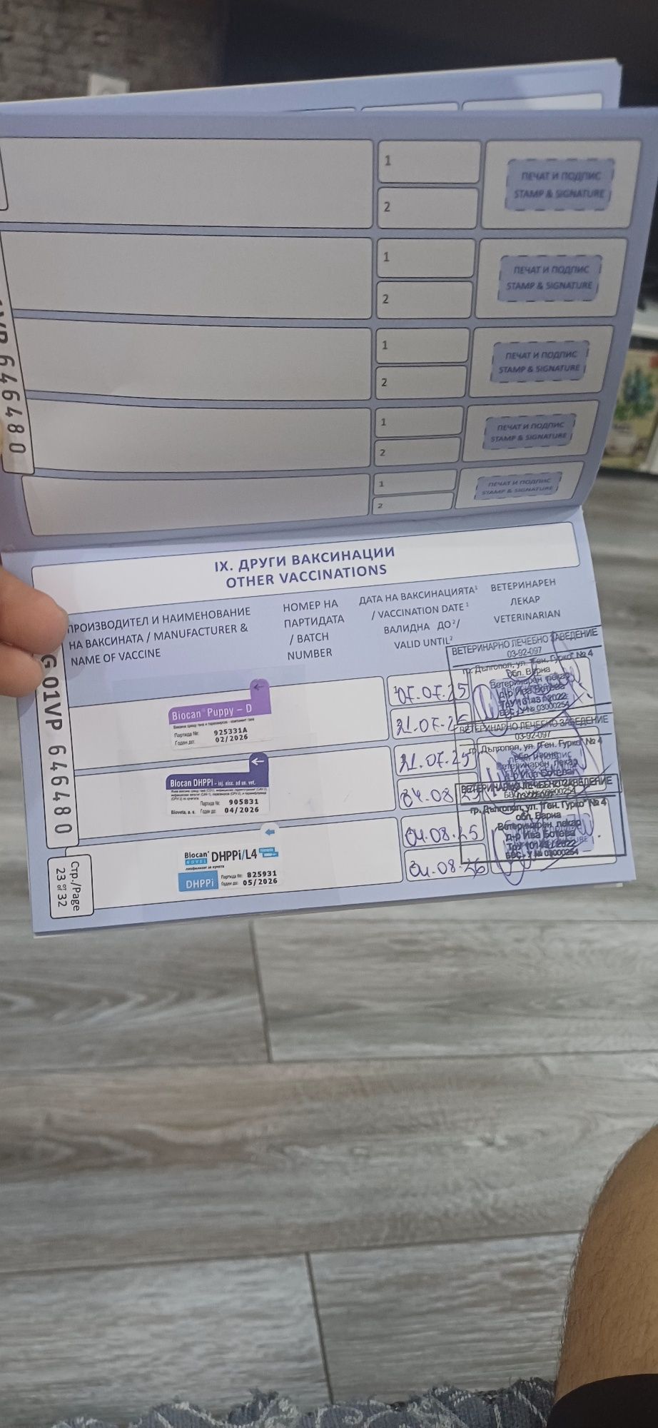 Чихо пинчер  на три месеца