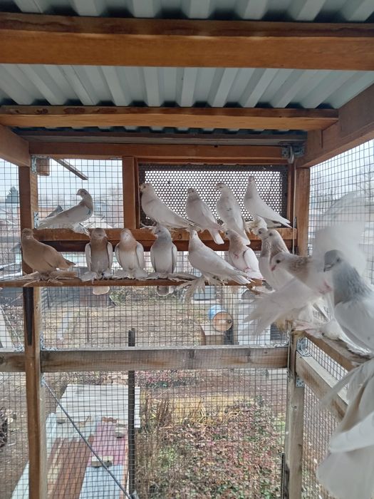 Продам голубей, звонить по номеру