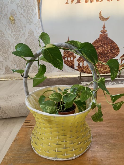 Домашние ростения