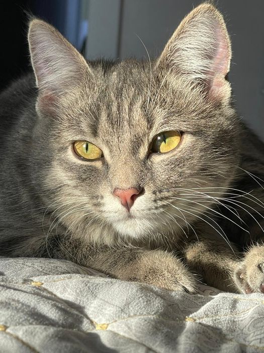 Отдам кошечку в хорошие руки