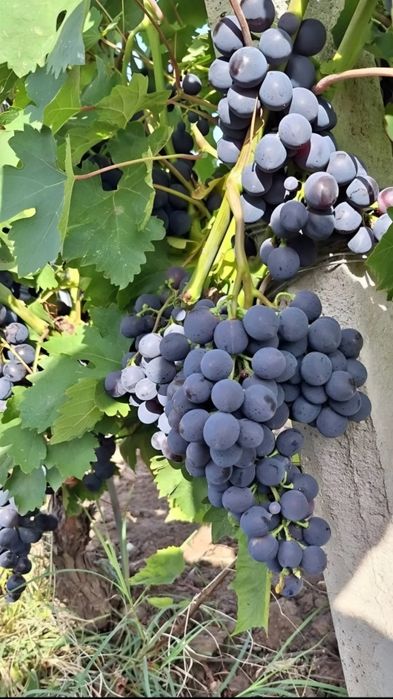 Vând struguri de vin productie 2025