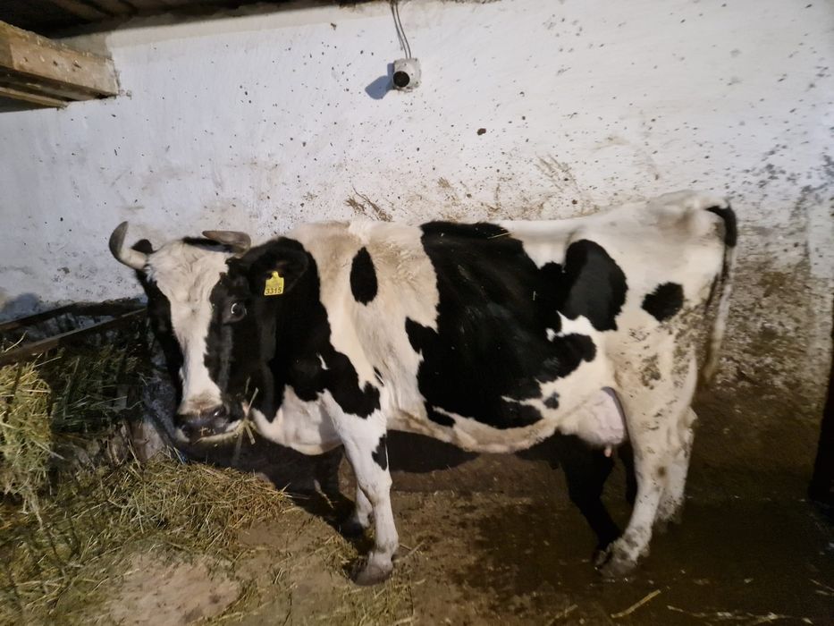 Vând vacă Holstein