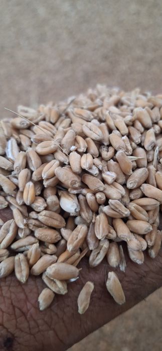 Vând grâu producție 2025!