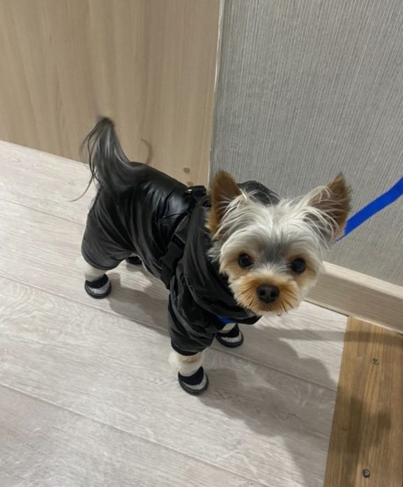 Мини йорк ищет невесту