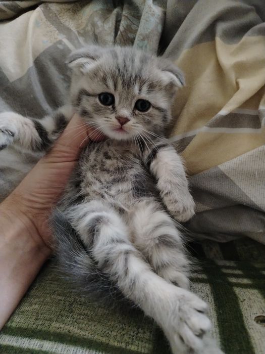 Продаются котята, от правильной вязки.