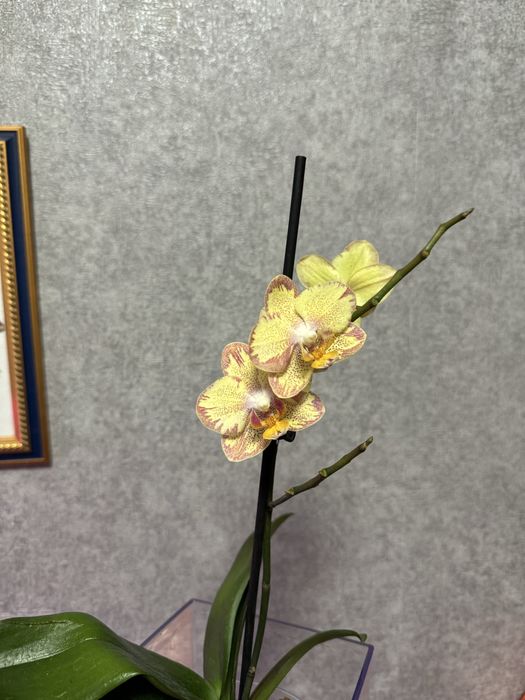 Орхидея фаленопсис