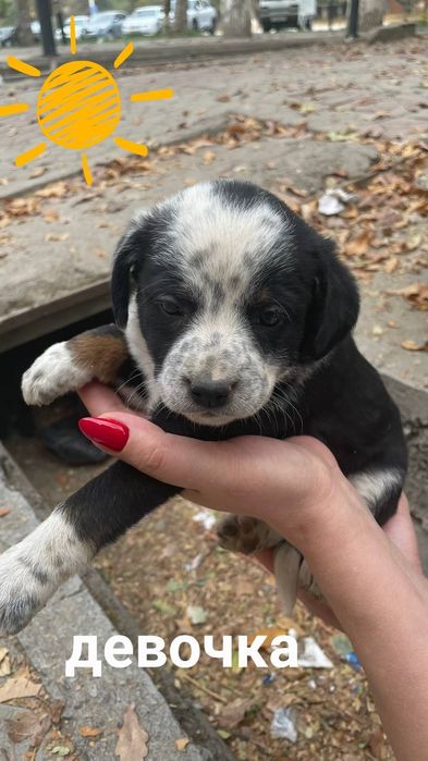 Пристраиваются щенки