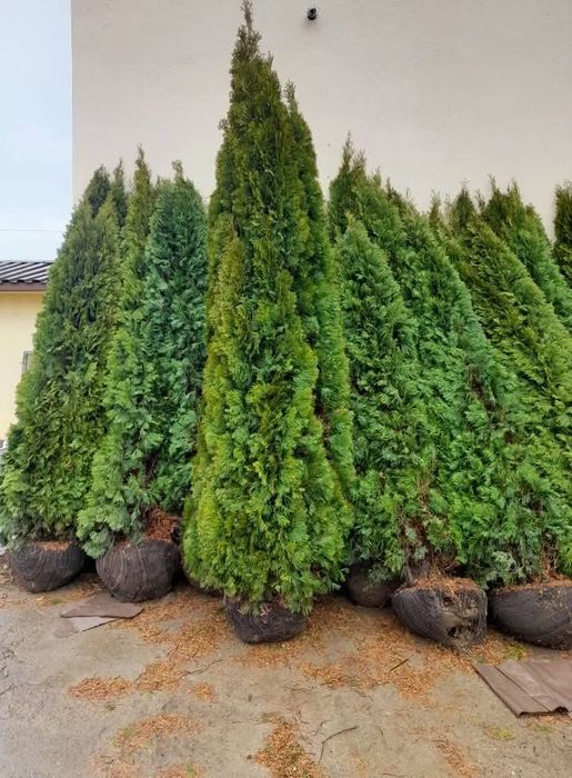 Vand gazon si plante ornamentale
