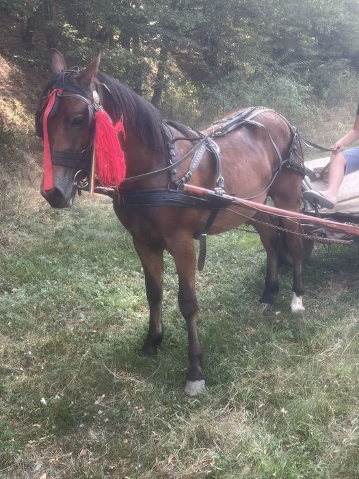 2 cai  de vanzare