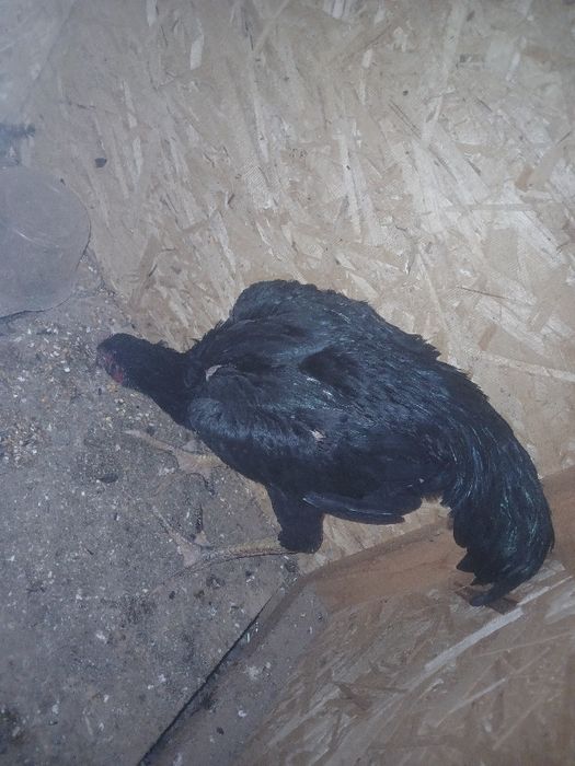 Dakan horozcha 4 5 oyli