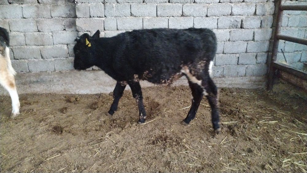 Еркек бұзау 7 айлық